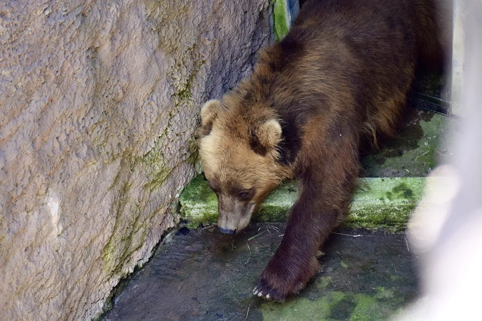Do Brna přijela z Francie medvědice Irina, stala se novou atrakcí zoologické