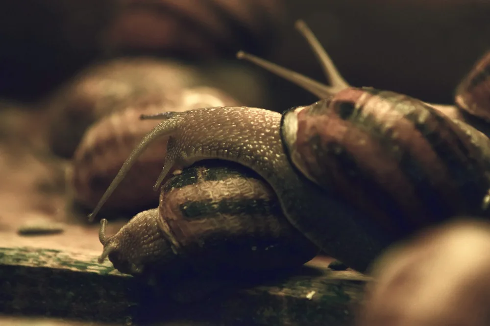 Jihomoravský král šneků chová na své farmě tisíce hlemýžďů