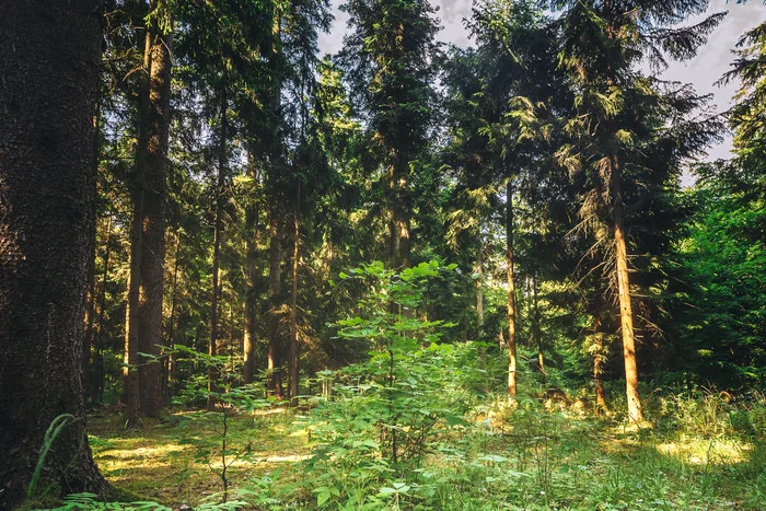 Kůrovcová kalamita mění všechny české lesy, myslí si odborník