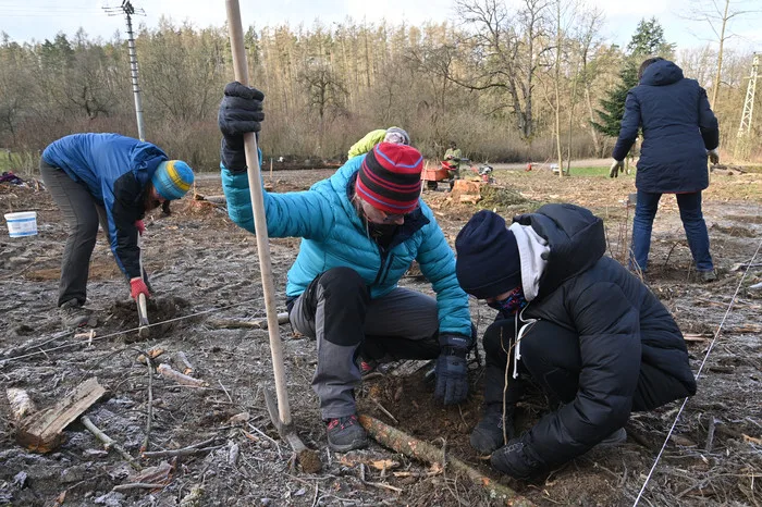 Kůrovcová kalamita se stabilizuje, brněnští lesníci mají méně práce s vysazováním