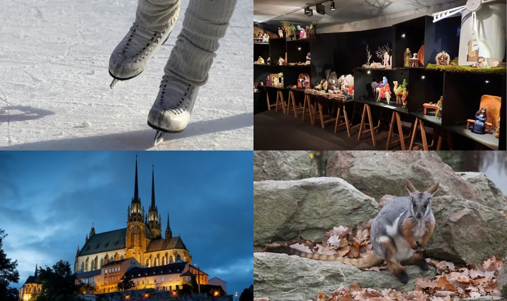 Čím si zpestřit Štědrý den v Brně? Komentovaným krmením v zoo i bruslením