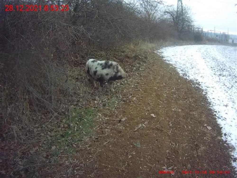 Lidé v Brně zavolali na pasoucí se miniprase policisty. Ti vytáhli na vepře piškoty
