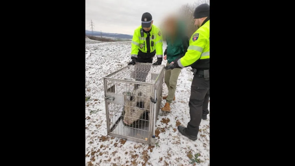 Lidé v Brně zavolali na pasoucí se miniprase policisty. Ti vytáhli na vepře piškoty