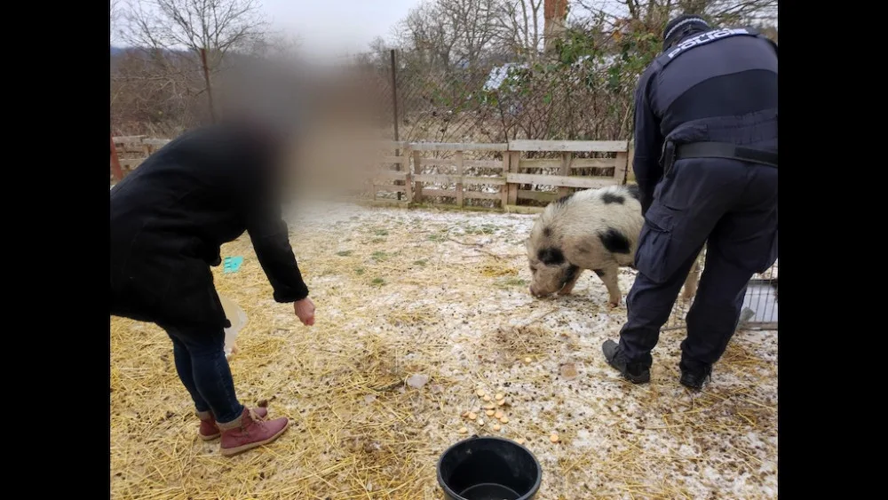 Lidé v Brně zavolali na pasoucí se miniprase policisty. Ti vytáhli na vepře piškoty