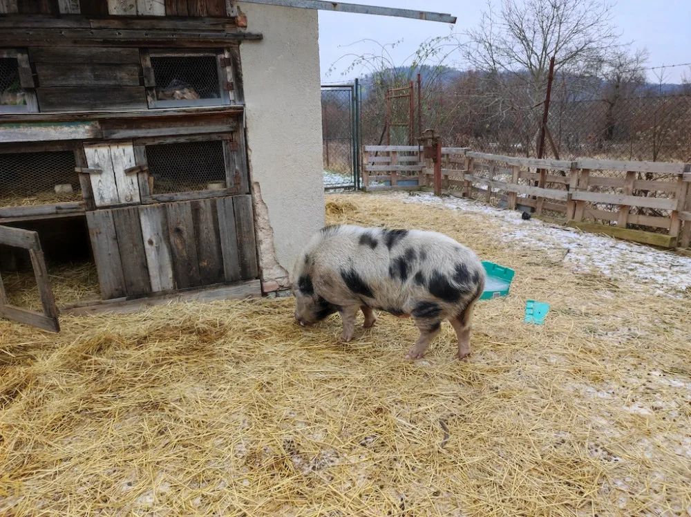 Lidé v Brně zavolali na pasoucí se miniprase policisty. Ti vytáhli na vepře piškoty