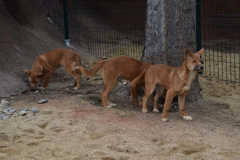 Štěňata psů dingo