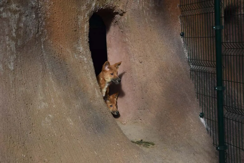 Do výběhu jihomoravské zoo nakoukla štěňata psů dingo