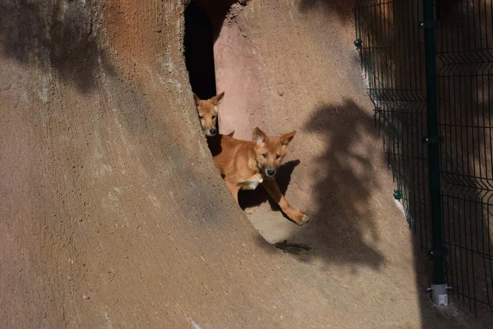 Do výběhu jihomoravské zoo nakoukla štěňata psů dingo
