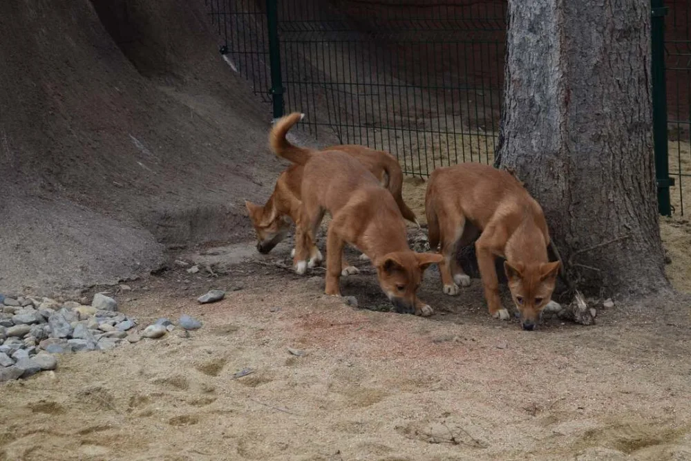 Do výběhu jihomoravské zoo nakoukla štěňata psů dingo