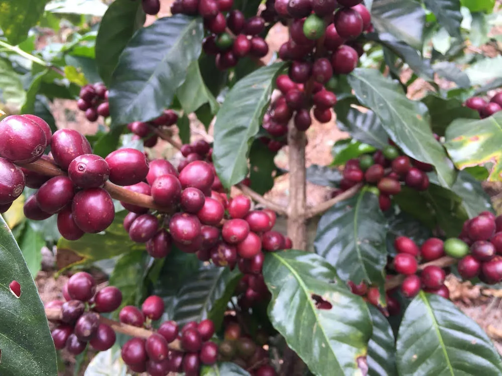Jsme kávoví holisti. Důležitá je pro nás při výběru hlavně chuť, říkají majitelé qb coffee roasters