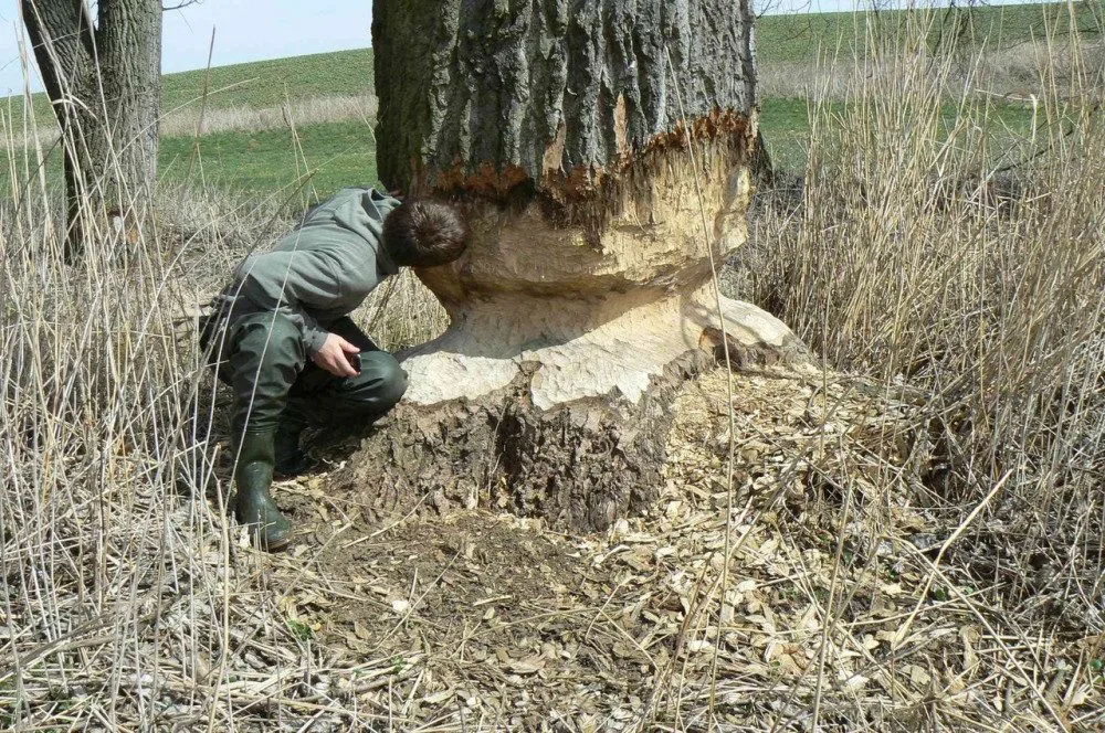 Vodohospodáře štvou bobři. Zvířata vzala útokem i stromy v Brně