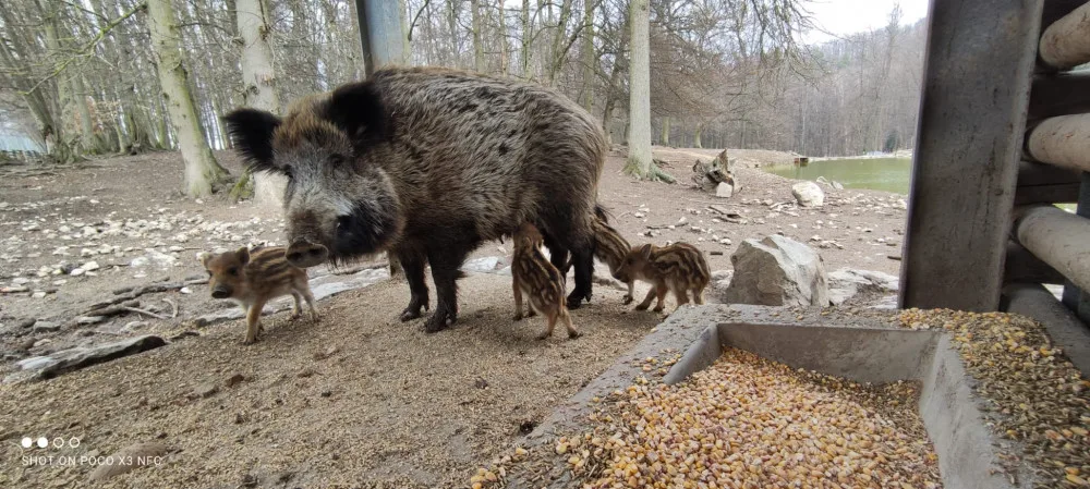 Porodní boom v brněnské oboře Holedná. Narodilo se tam patnáct malých čuňátek