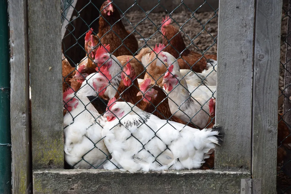 size4-15379150503532-2-chickens-1443716-1280
