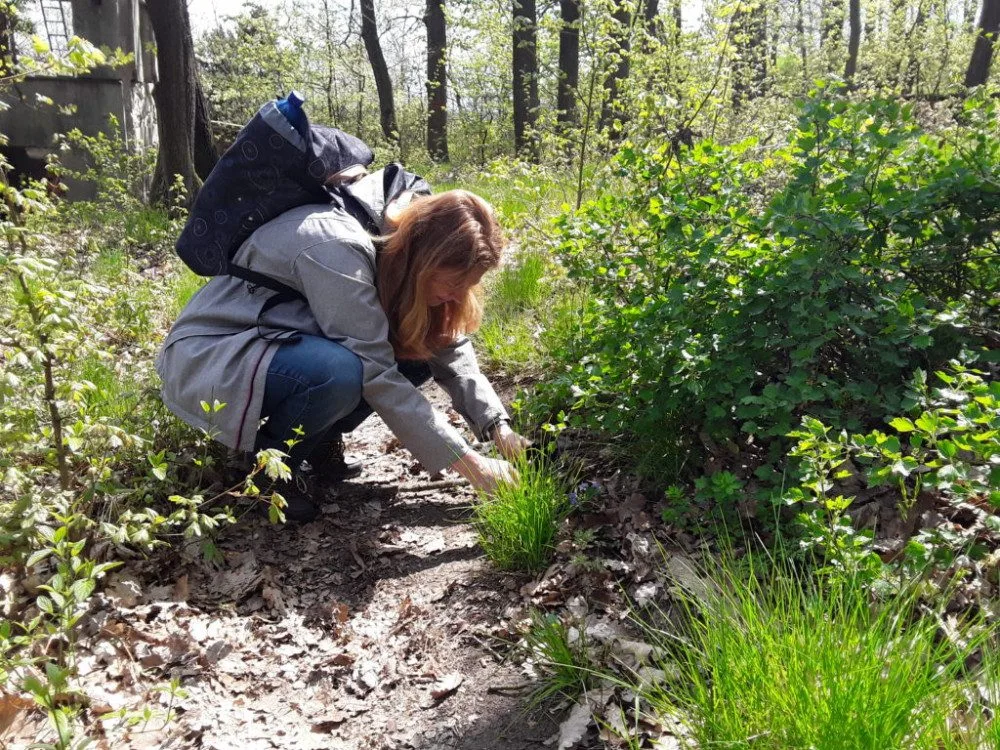 Poznej brněnskou džungli! Přidej se k City Nature Challenge Brno