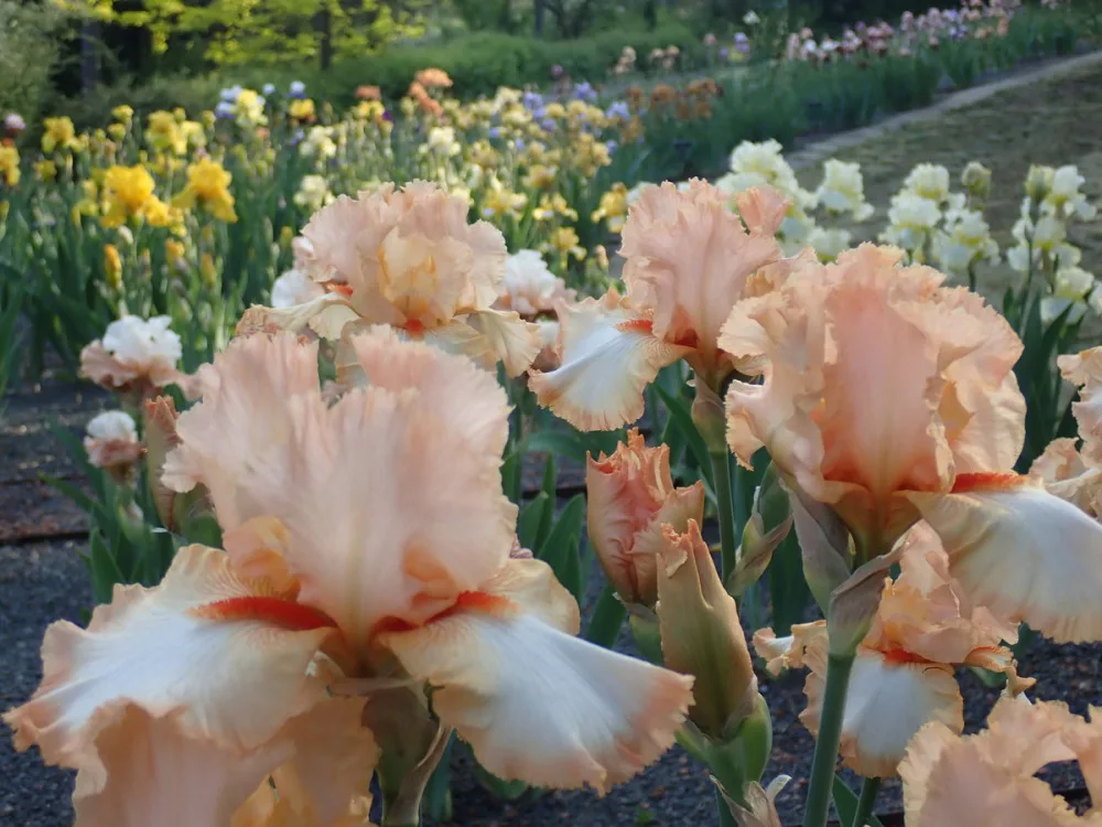 Brněnské arboretum ukazuje lidem rozkvetlé kosatce