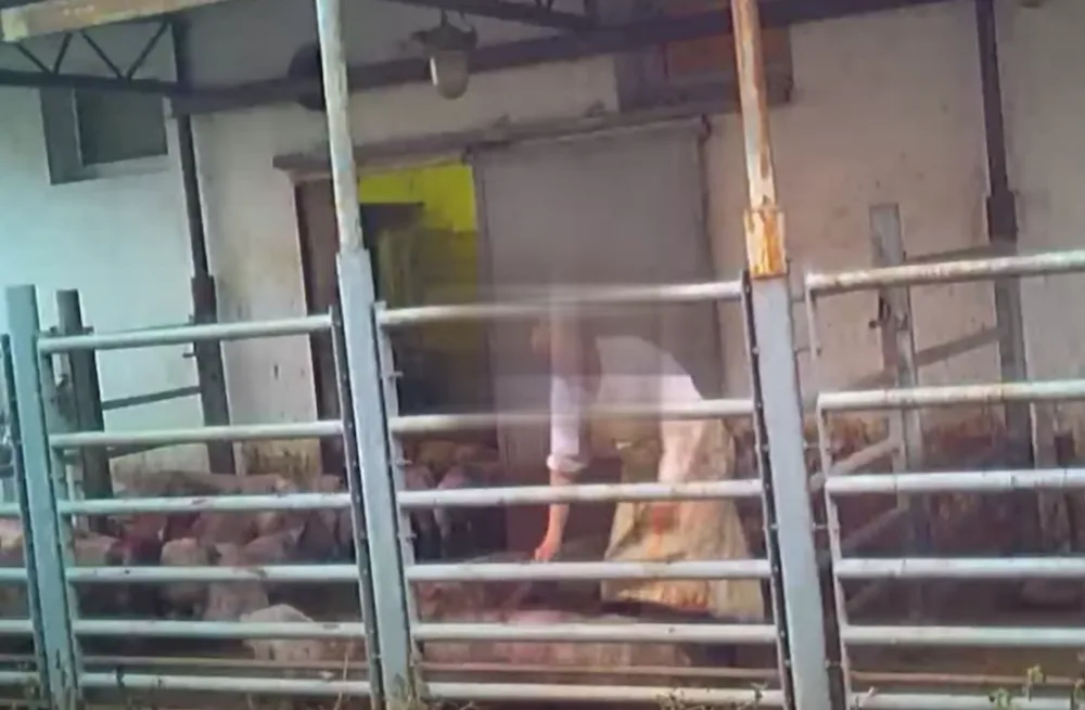 Aktivisté ukázali drsné video z jihomoravských jatek. Tahají prasata za uši a bijí je, zlobí se
