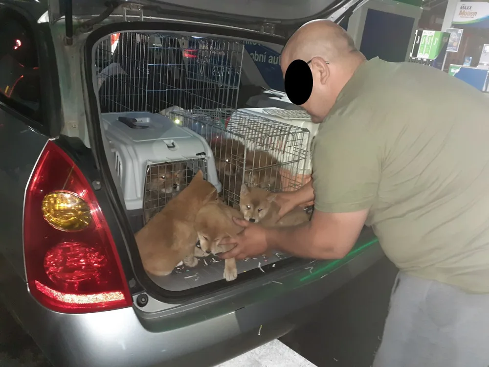 Cizinec u Brna měl auto plné pašovaných štěňat