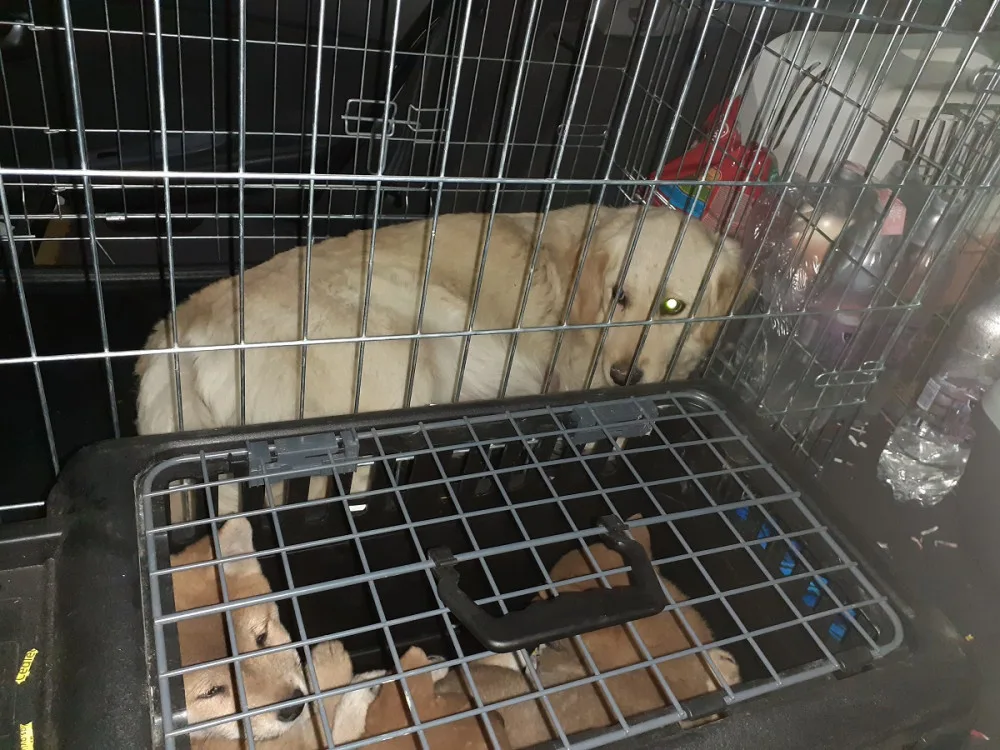 Cizinec u Brna měl auto plné pašovaných štěňat