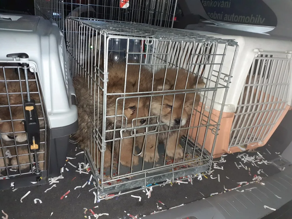 Cizinec u Brna měl auto plné pašovaných štěňat