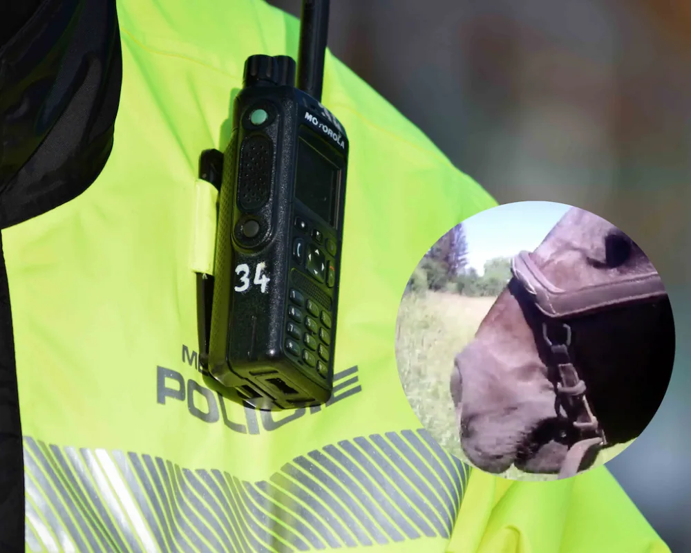 V Brně zkrotili sedmnáctiletého koně, který majitelku shodil do vody