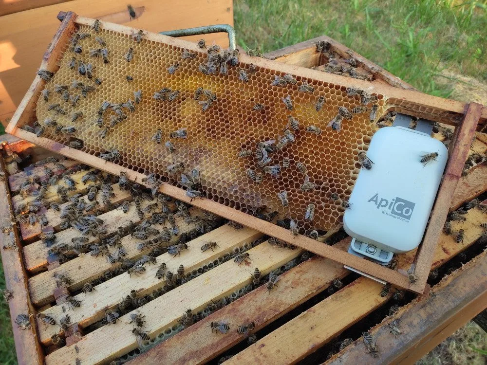 Vědci z Brna loví zloděje včel. Do úlů dali speciální stopovací systém