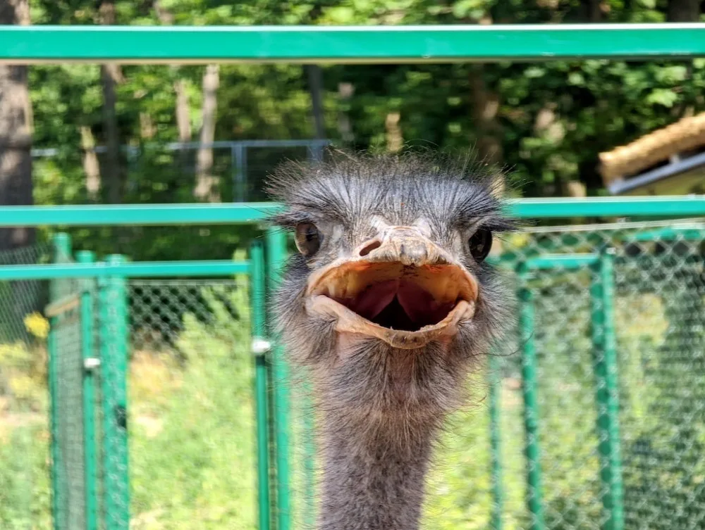 Po Bystrci se prohání pštrosi. Do zoo se vrátili po sedmi letech