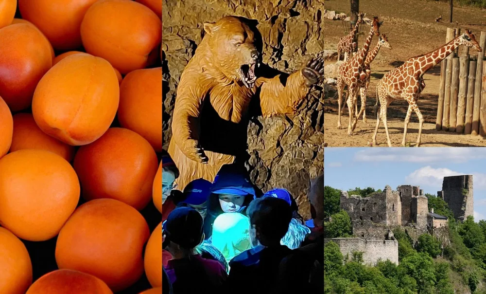 Kam o víkendu na jižní Moravě? Za filmem do zoo i na slavnosti vína a meruněk