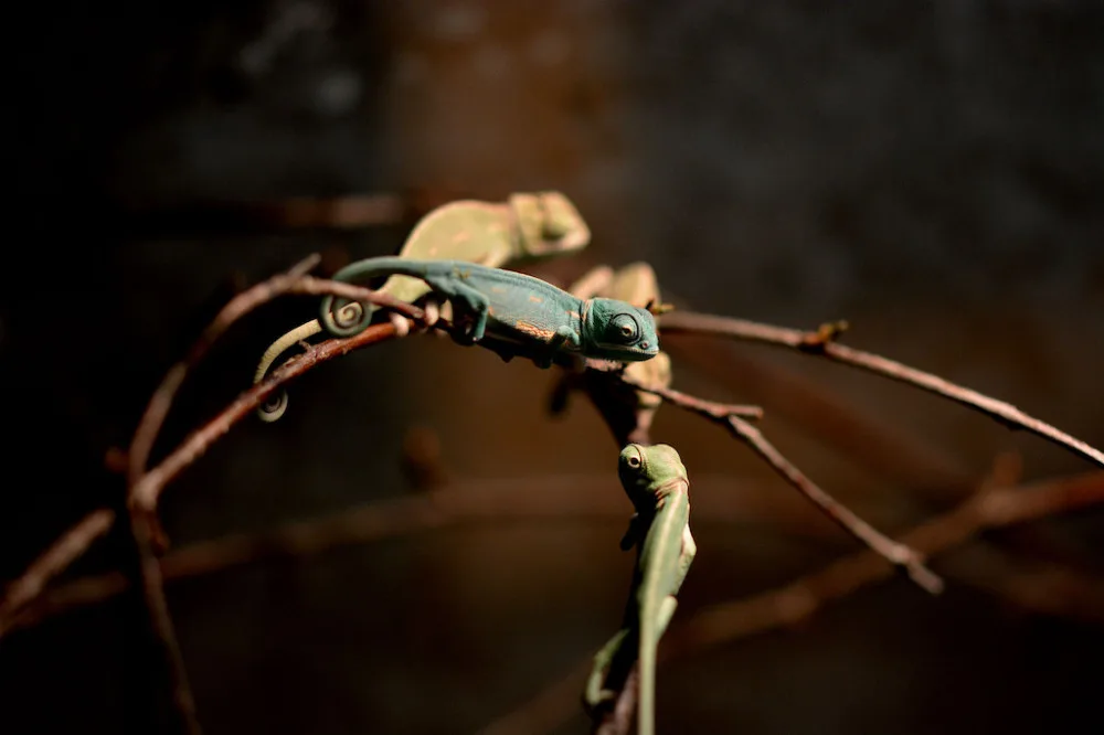 Hodonínská zoo se těší z mláďat chameleonů