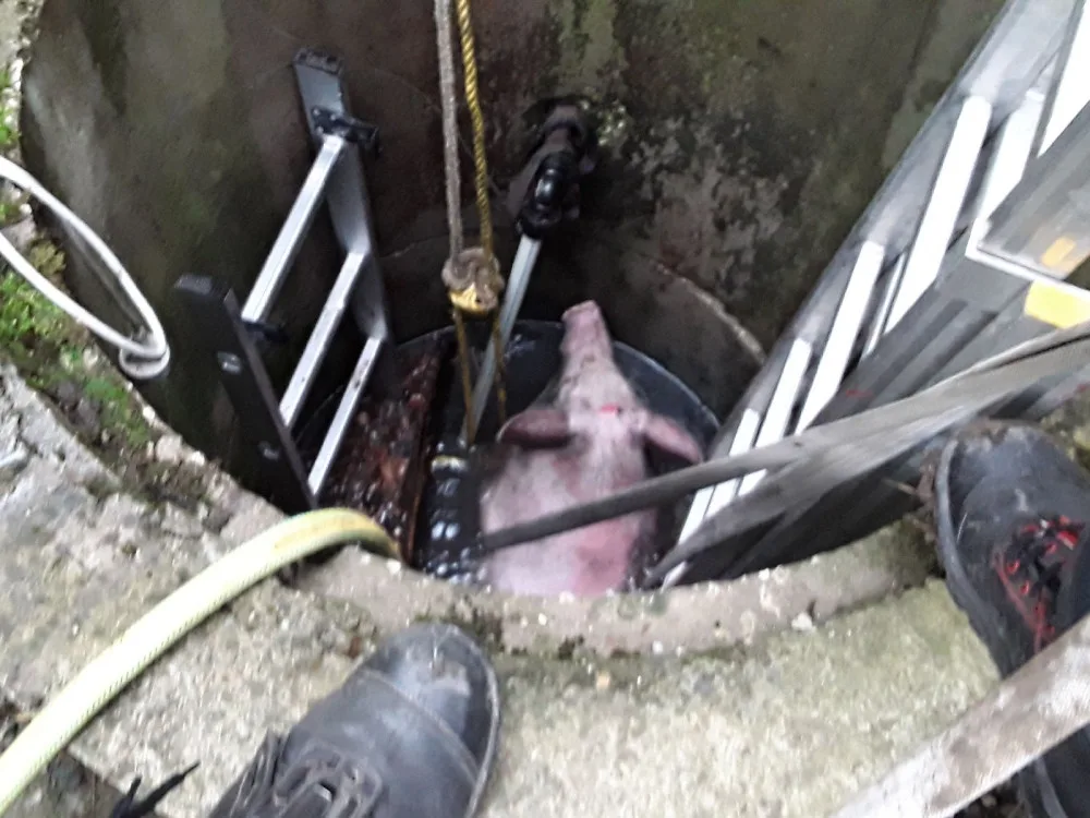 Na jižní Moravě kvičel o pomoc čuník, který se topil ve studni