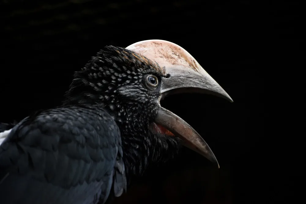 Zoo na jižní Moravě po sto dnech ukázala ptačí mláďata, která se schovávala v hnízdní dutině