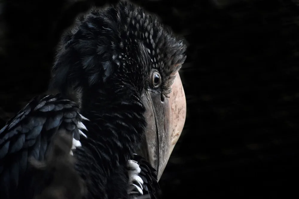 Zoo na jižní Moravě po sto dnech ukázala ptačí mláďata, která se schovávala v hnízdní dutině