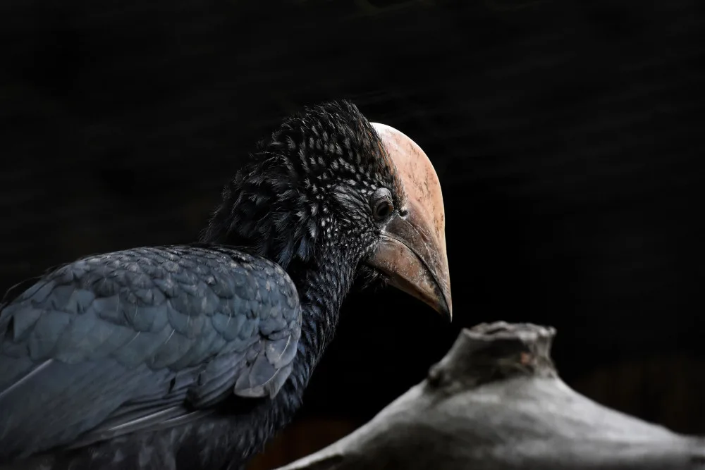 Zoo na jižní Moravě po sto dnech ukázala ptačí mláďata, která se schovávala v hnízdní dutině