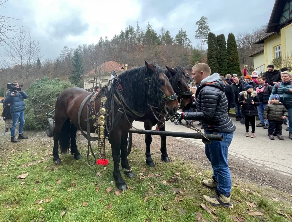 Brno letos nepošle pro vánoční strom koně