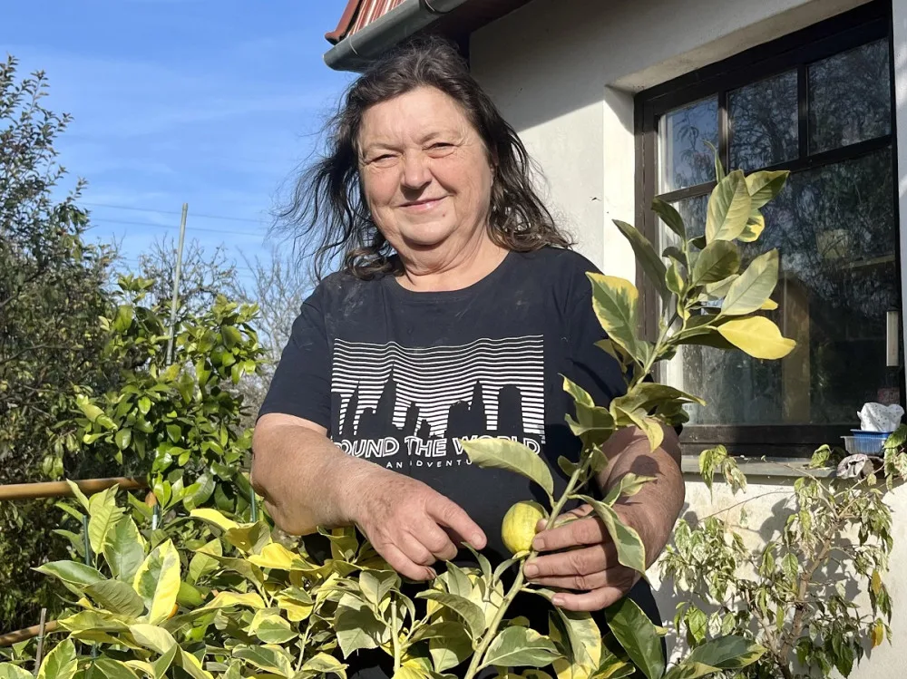 Pěstitelka citrusů Iva Hažmuková