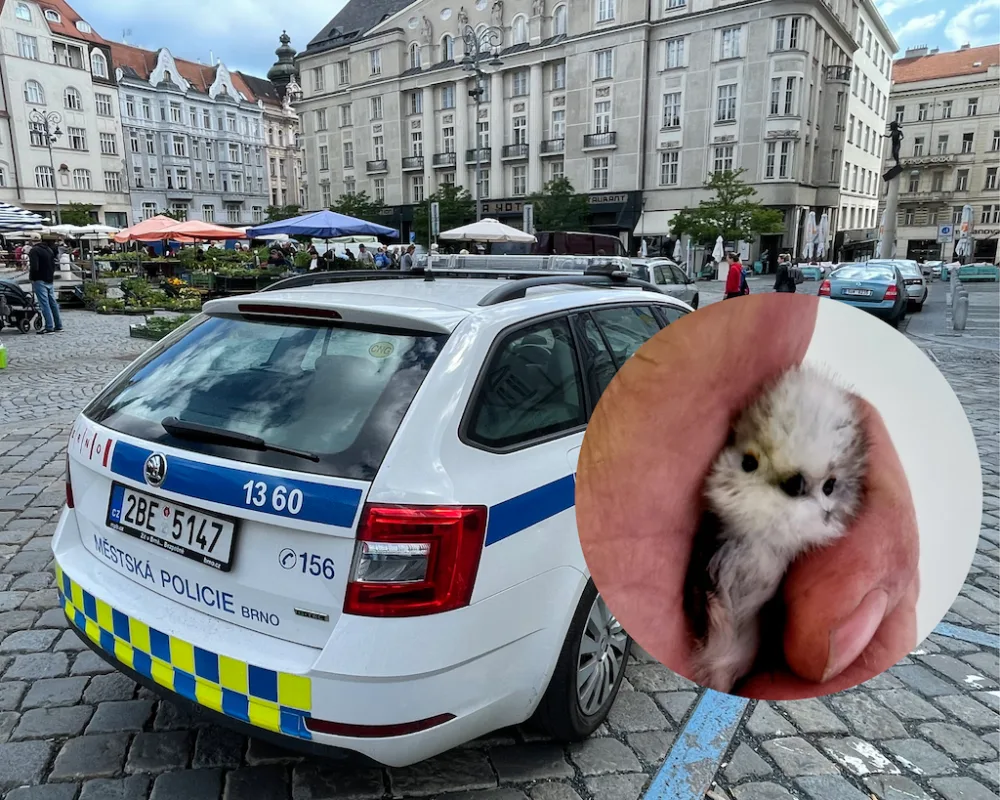 Návrh bez názvu (1)