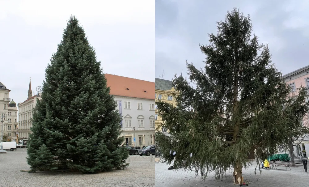 Který brněnský strom vypadá lépe?