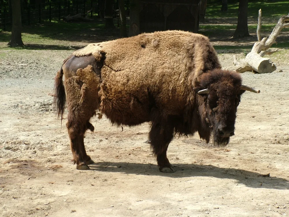 Brněnskou zoologickou zuří spor kvůli zabití bizona. Zaměstnanci mluví o šikaně i ztrátě masa