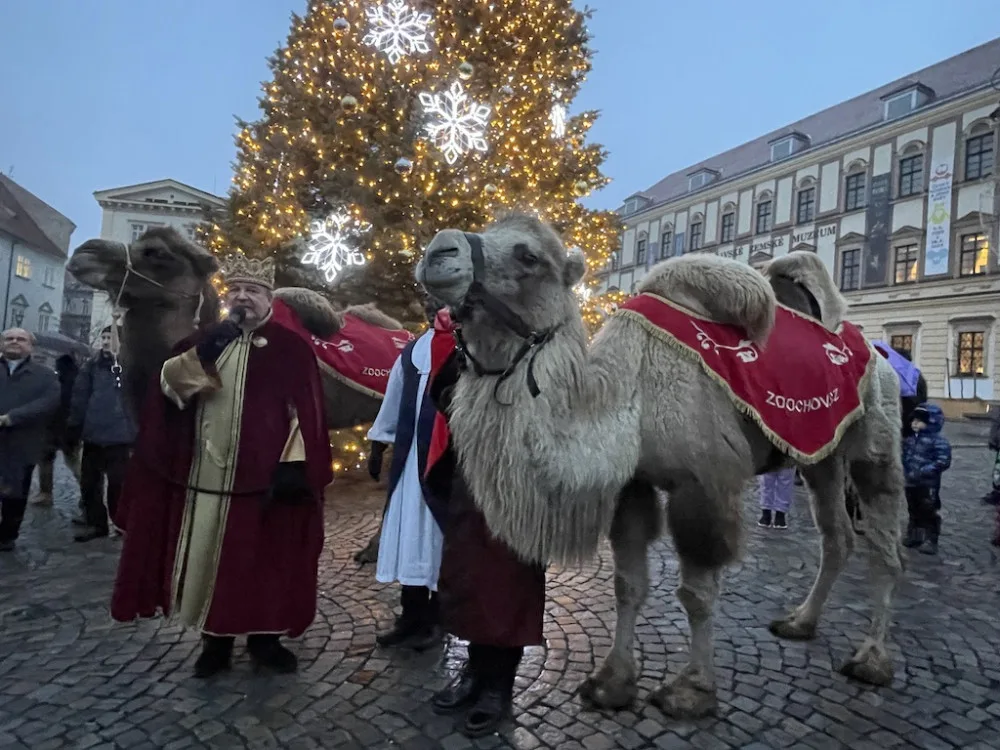 Brnem pochodovali velbloudi. Došlo až před radnici