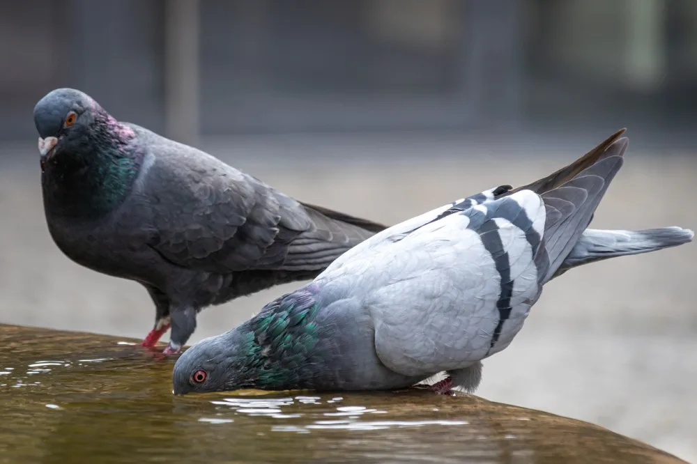 pigeons-gd70bbf2cb_1280