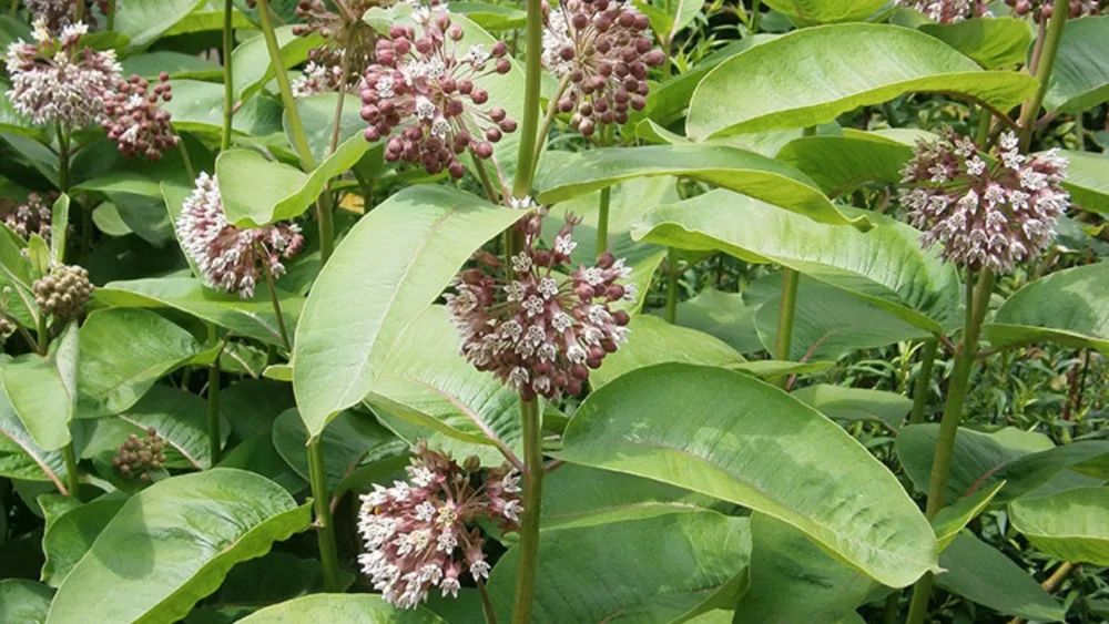 Klejicha hedvábná