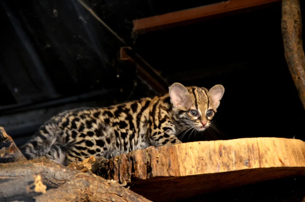 Brněnská zoologická se raduje z nové kočky, která šplhá ze stromů hlavou dolů