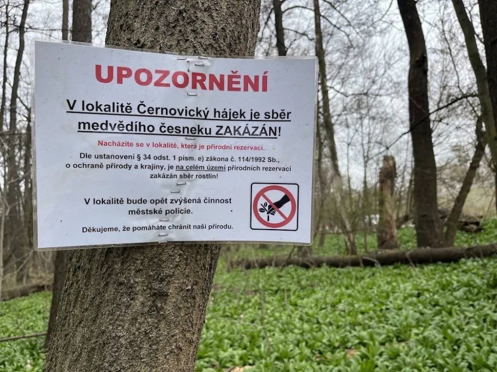 Lidé z Brna a okolí vyráží na medvědí česnek. Nespleťte si ho s konvalinkou, radí odborníci