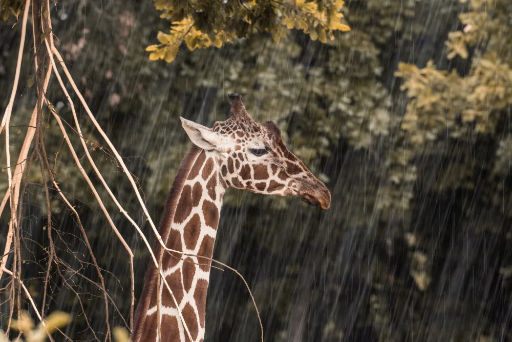 Nejstarší brněnská žirafa je po smrt. Přestala žrát i chodit, smutní zoo