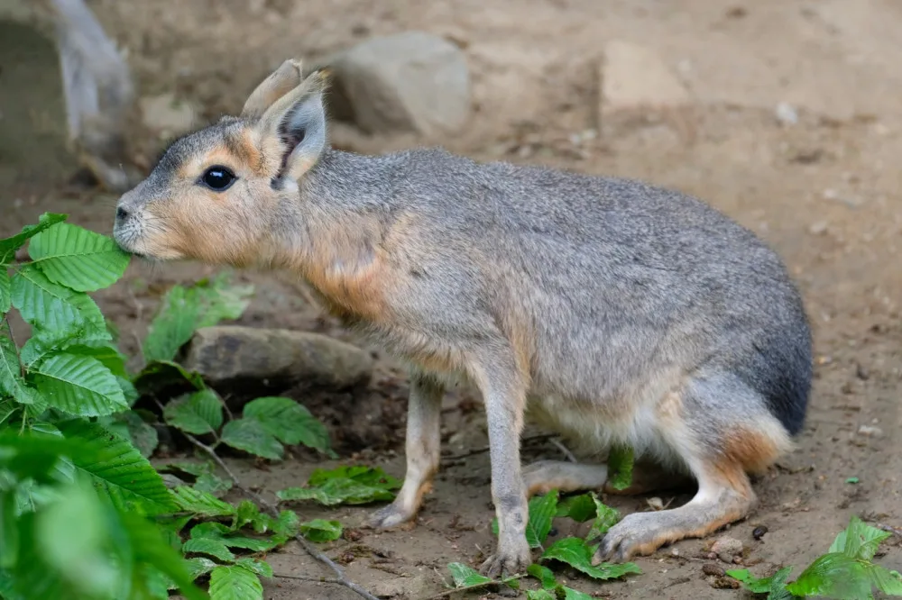 Brněnská zoo přivítala mláďata ohroženého papouška. Jsme nadšeni, radují se chovatelé