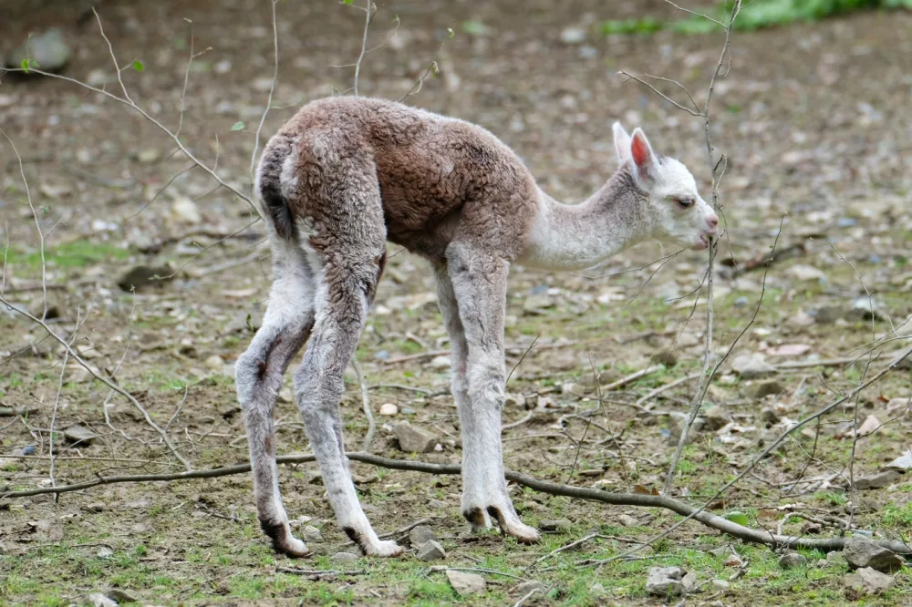 Brněnská zoo přivítala mláďata ohroženého papouška. Jsme nadšeni, radují se chovatelé