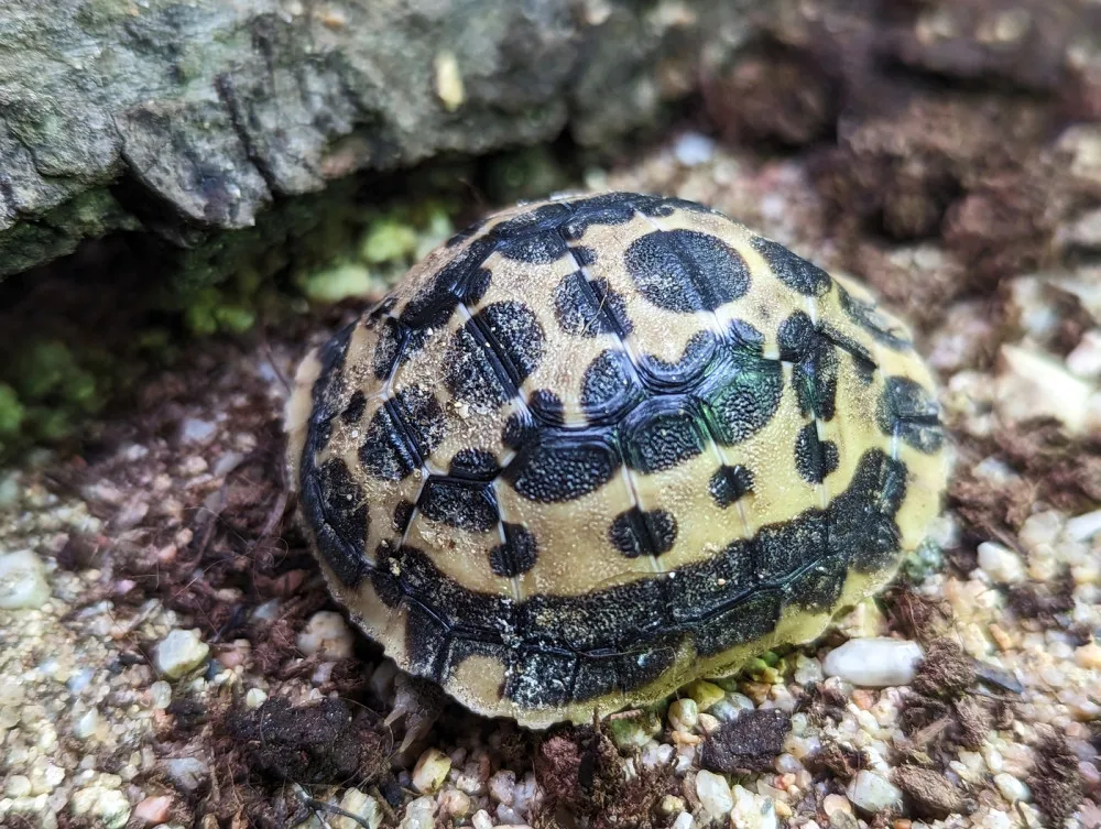 Brněnská zoo přivítala mláďata ohroženého papouška. Jsme nadšeni, radují se chovatelé