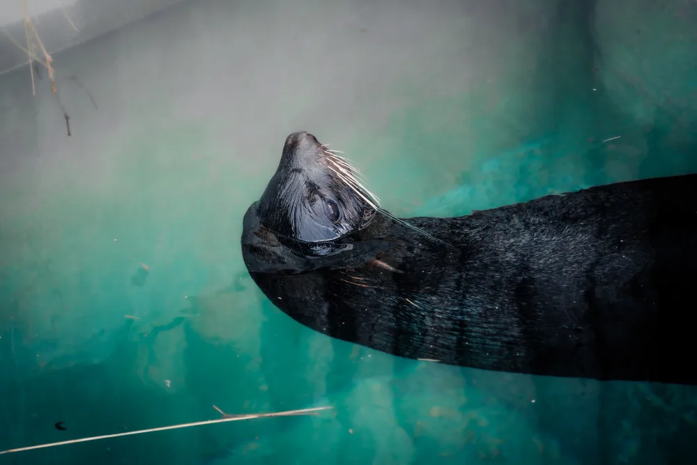 Samec Sema bavil návštěvníky brněnské zoo deset let