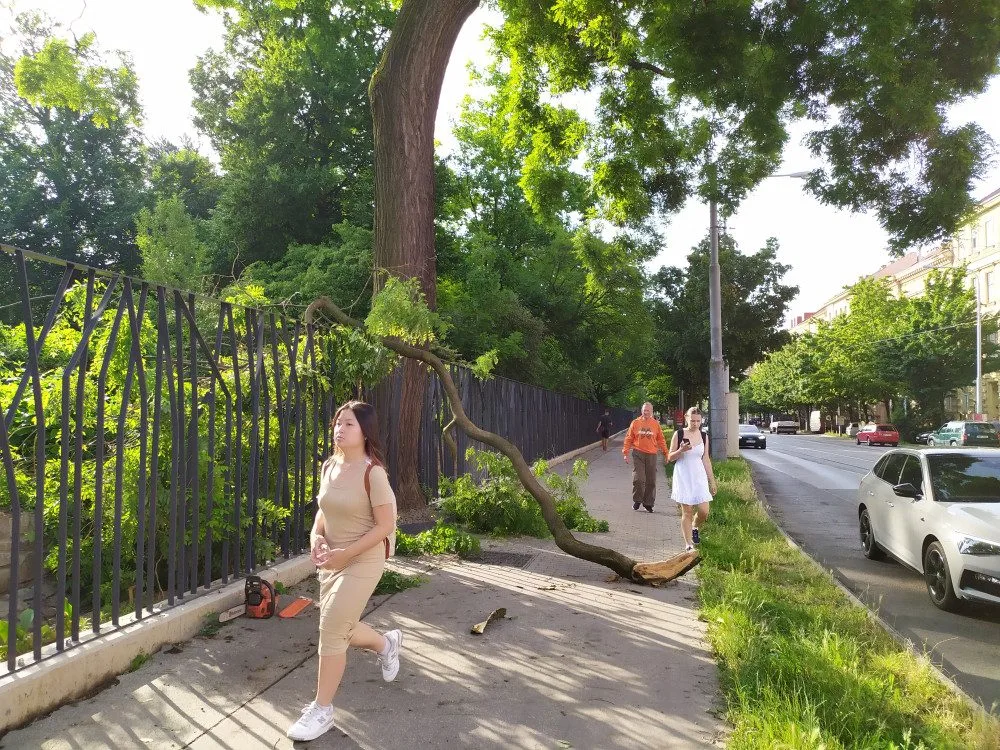 Nemocný strom ohrožuje chodce, měl by být pokácen, zní z Botanické zahrady