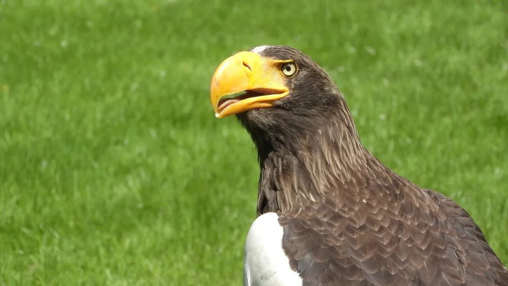 Orli v brněnské zoo ohrožuje skála. Čeká je přesun do bezpečí