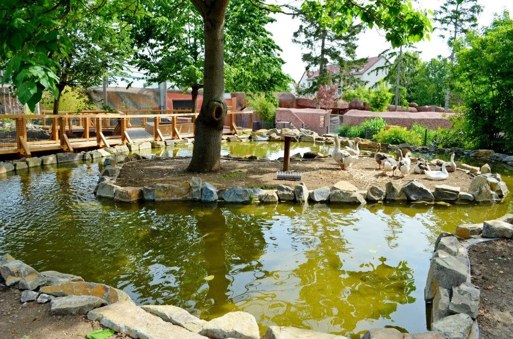 Kachny ve vyškovském ZOO Parku se dočkaly nových jezírek